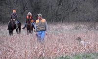 Shelby, a shorthair, exhibits considerable poise as he honors another dog's work in the Master field. He can just see the action through Sorghum. Note that one judge is watching Shelby, and the other is watching the other dog work.