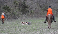 Ah, the Junior back course. Judges are used to seeing the first couple hundred yards from the breakaway turn into puppy social time. Things always change once they get to the bird field.