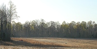 There's nothing like early morning sun lighting up the field to get a sense of scale. Here, one of the first Master braces comes along the back course on their way to the bird field.