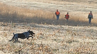 Sam, a German Wirehaired Pointer, quarters the back course in front of the judges.