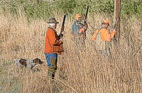 Once into the bird field, Sam quickly locks up on a quail. The two gunners are flanking the dog while handler Ed Nuzum (prop gun in hand), kicks to get the bird up.