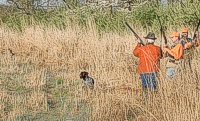 Of course, the birds don't always flush the direction you'd hope. Good for Sam, being steady as the quail breaks right past him.