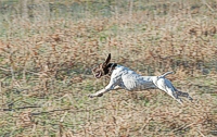 Shelby, a GSP, shows his signature enthusiasm as he cuts loose on his Master run.