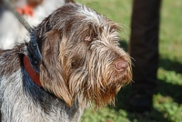 A brown-and-roan Spinone watches activity across the event grounds.