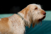 Another contemplative Spinone moment.
