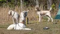 A very, very civilized chain gang. Are those stake-outs even pounded in? Doesn't matter!