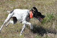 A slightly frothy Pointer turns hard while quartering in the back course. The club was nice enough to place water troughs along the way.