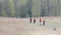 A Weimarner and a Spinone make their way in front of their handlers and judges.