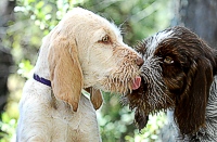 Two pups socializing on the sidelines.