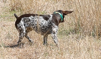 There's nothing more electrifying than that instant that a pointing dog on the run whips her head around as she crosses scent.