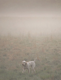 Spinone In The Mist