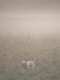 Spinone In The Mist