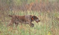 Hunting through some dewy cover.