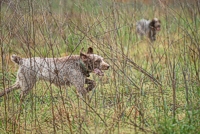 A brace converges on the bird field.