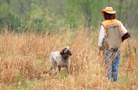 Retrieving a quail.