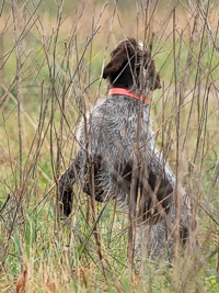 This dog was sent on a challenging blind retrieve from behind a hedgerow. As he hunts dead, he stops to get his nose as high as possible, searching the breeze for a bit of the downed bird's scent.
