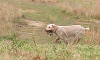 It's not uncommon to see a bell hanging from the collar. It helps the handler locate a dog working in dense cover, and when it suddenly stops ringing, there's usually a point to consider.