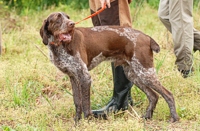 Even a bit winded and back on the lead, he's entirely focused on his bracemate's activities.