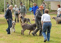 During a break in the testing action, the Spinone Olympics included several mysterious events, including this crop-circle-ish activity, set to music.