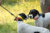 Waiting on the line between braces is a chance for both dogs and their handlers to get to know one another.