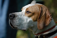 The on-deck dogs waiting in the gallery can rarely take their eyes off of the preceding brace as it heads into the back course.