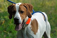 It can be a challenge to keep a well-muscled, fired-up bird dog comfortably at the end of a lead when watching other dogs work, and while down-wind from a field full of Chukar. This Pointer's handler has him in a simple loin hitch.