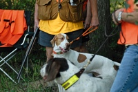 With an odd number of dogs in both the Senior and Master tests, the last braces required  a "bye dog" - a finished Master dog to serve as a bracemate. Yes, that's a German Wirehair kindly standing ready to help out his Pointer cousin for the test.