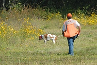 A nice point on the Junior course. As the handler approaches, he's reaching for his blank gun - that bird could pop up at any time.