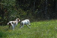 Two young Pointers break away from the line.