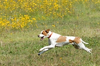 Stretching it out in the bird field.