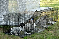 A very hot day. Stella, Tattoo, Piper, and Uma stay cool. The metallic mesh tarp blocks most of the sun and still allows some air to move.