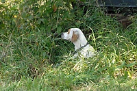 On a 95-degree day, a stake-out in the shady weeds is just about as much as you can ask for.