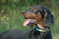 Even at a specialty event, there's a chance to meet other dogs. Judge Pat Sanborn brought along some of her Gordon Setters.