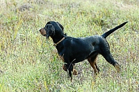 And, a romp through the Junior bird field just before sunset to look for leftover quail found her in great form.