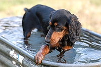 Following which, a much-needed cool-down in the club house's horse trough.