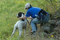 Early in the morning, waiting for the judges at the Open Gun Dog course break-away. Though there are water troughs out on the course, this handler's wisely packing a bottle or two. It's a long walk.