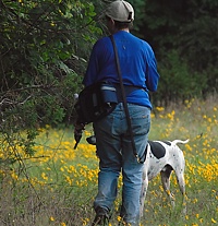 Blank gun in hand, this handler inspects the cover around the tree her dog is steadily pointing.