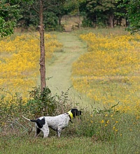 Stella working a hilltop quail along the course.