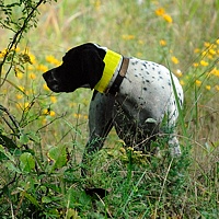 And she's steady enough to let the gallery come in for some of the action. The quail she's on has wisely moved into the shade.