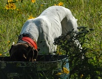 Crucial on a hot day, the club has positioned water stations along the trial course. Veteran dogs actually look for them as they work.