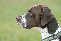 A handsome liver Pointer.