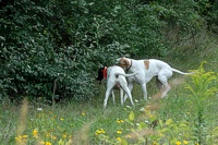 On the Amateur Hunting Dog course, two bracemates discover that the birds have been coveying up in the woods.