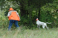 Steady, there! The pressure really goes up once the handler starts kicking around for that bird. This Pointer is very pleased with his find.