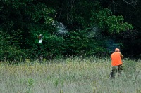 Pat drops a flushing pheasant like a stone. The previous bird can be seen hanging from his hip.