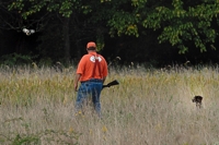 Dan keeps an eye on the steady Shorthair he's handling as a quail flushes up from the cover.