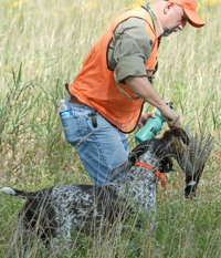 A shorthair delivers a pheasant to his handler, and will get a nice mouthful of water to wash out those smaller feathers. Good boy!