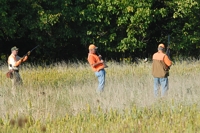 The shorthair is steady, closer to the feet of the left-hand gunner, and the handler has just kicked up a quail in front of the other.