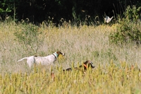 A Weimaraner and a Pointer bump up a chukar while quartering the field. Both stopped to flush.