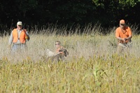 And the backing dog is kept collared through the other dog's retrieve.