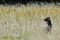 A little artistic license with a GSP shot that suffered from distance. He's just stopped to flush.